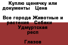 Куплю щенячку или документы › Цена ­ 3 000 - Все города Животные и растения » Собаки   . Удмуртская респ.,Глазов г.